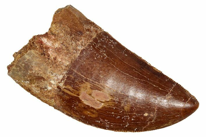 Serrated, Carcharodontosaurus Tooth - Real Dinosaur Tooth #341293